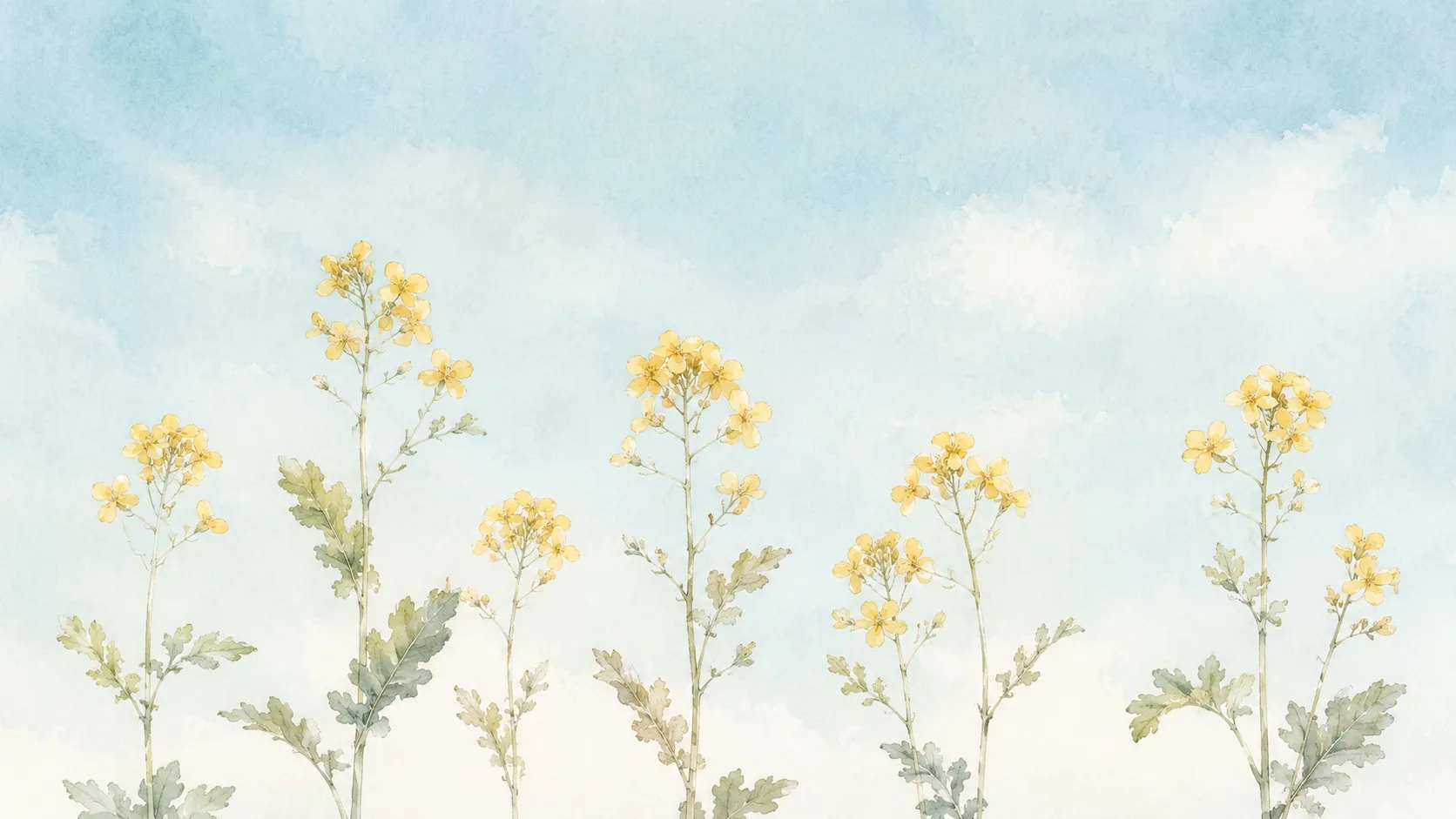 Cima di Rapa MV カット 4